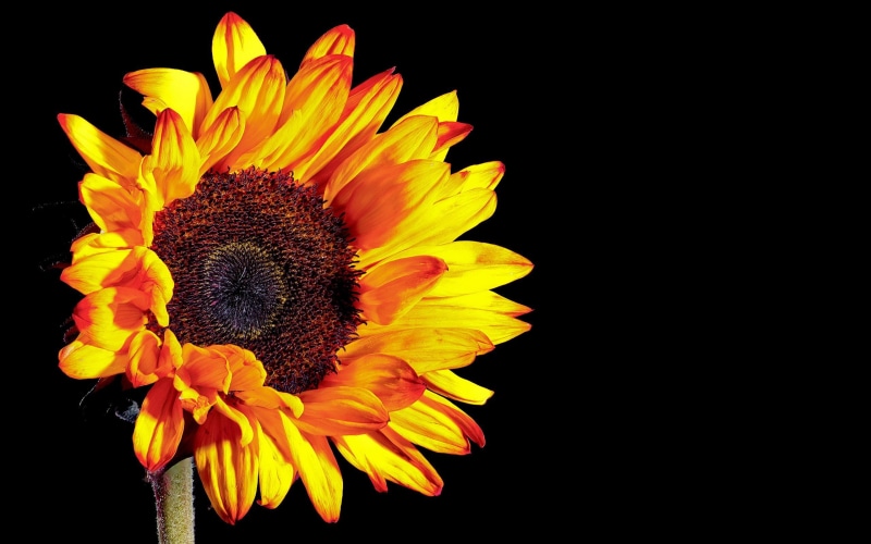 Sunflower, Background, Black, 2K, Photography