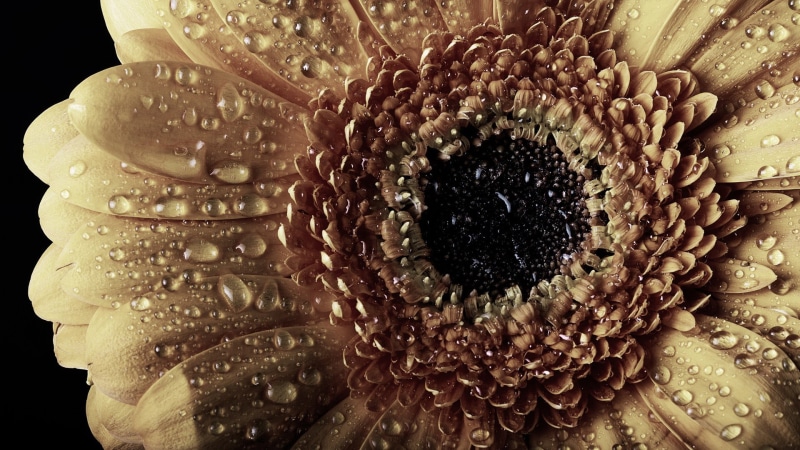 petaled, sunflowers, black background, yellow, petal, photography, animal, abstract, inflorescence, water drops, pattern, close-up, decoration, botany