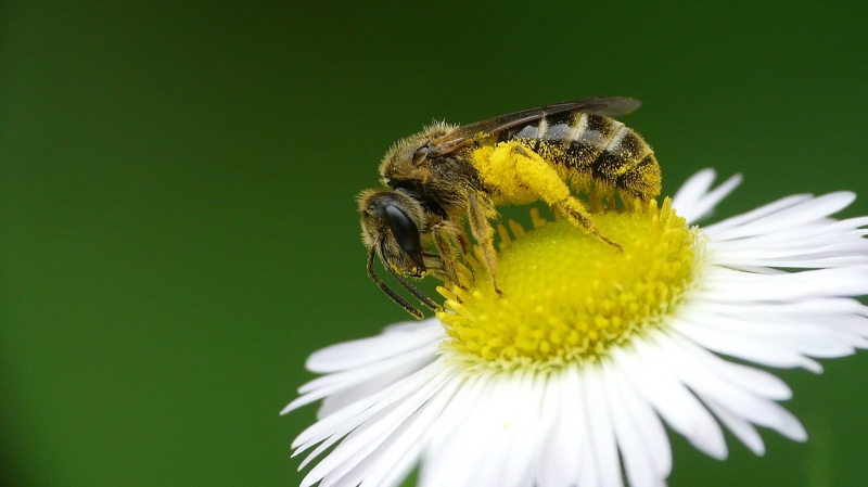bee, pollination, insect, pollinator, macro, daisy, animal, Halictidae, pollen, photography, Honey bee, honey, flower, focus, close-up, yellow, nature
