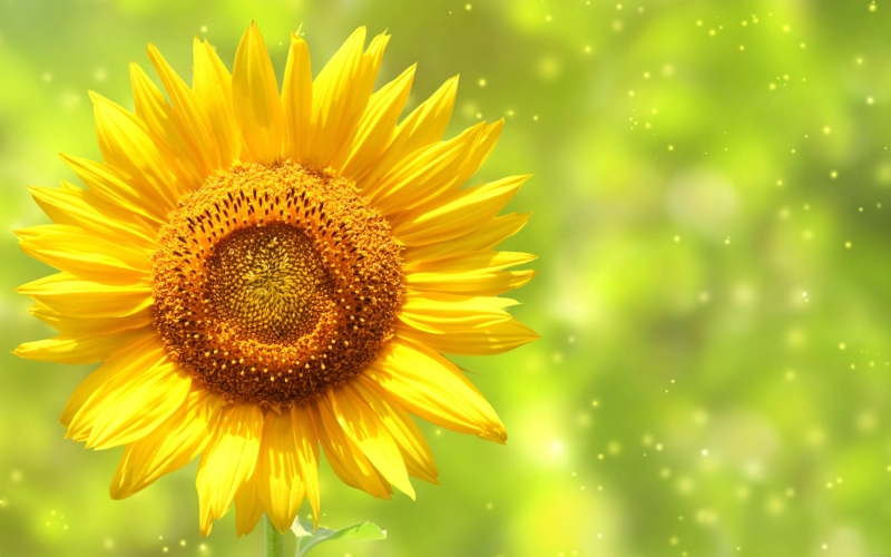 flower, 5K, sunflower, nature, yellow, sun