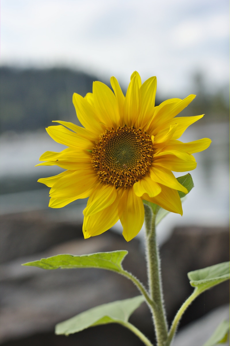outdoors, 5K, Dual, sunflower, agriculture, plant, yellow, flower, ISO, close-up, botany, seed, water, rural Scene, summer, autumn, field, growth, nature