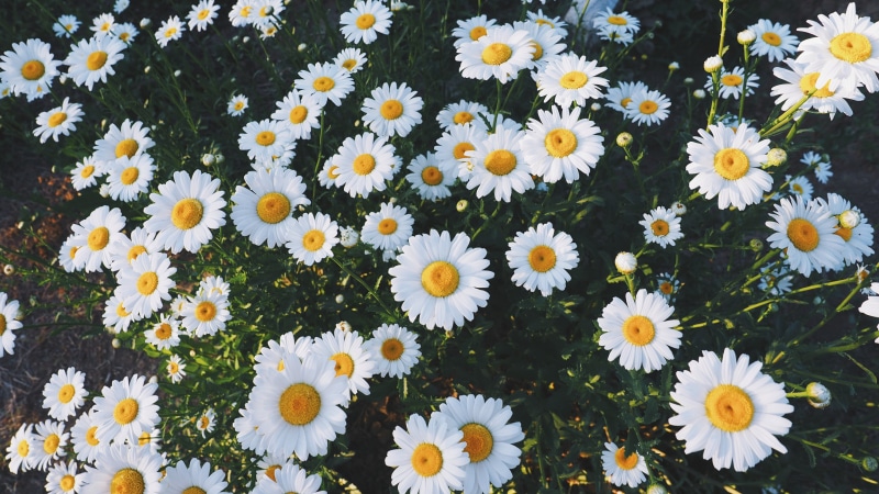 chamomile, flowers, summer, close-up, growth, outdoors, white color, decoration, season, meadow, beauty In Nature, white, plant, grass, leaf, day, flowerbed