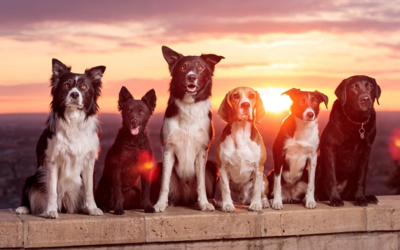 animal, concrete, no people, white, pets, sitting, close, Labrador Retriever, Beagles, animals, surface, domestic animals, retriever, border, dog, mammal