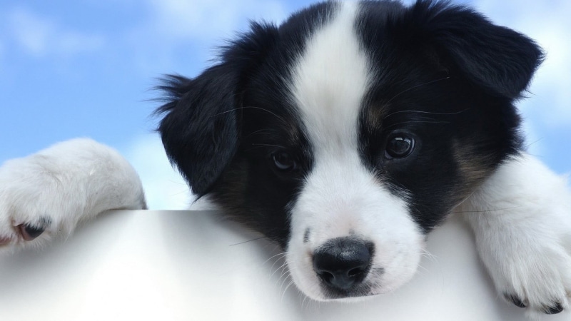 Border Collie, domestic animals, animal eye, young animal, domestic, black, small, animal, looking at camera, pets, one animal, animal themes, no people
