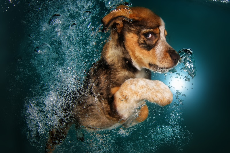 cute animals, underwater, funny, dog, 2K, Border Collie
