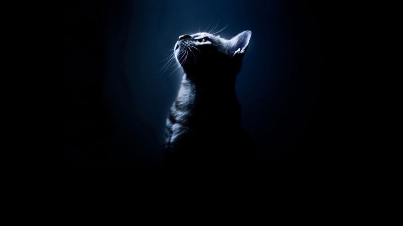 silhouette, 1080P, art, animals, x, cats, hd, Black, background