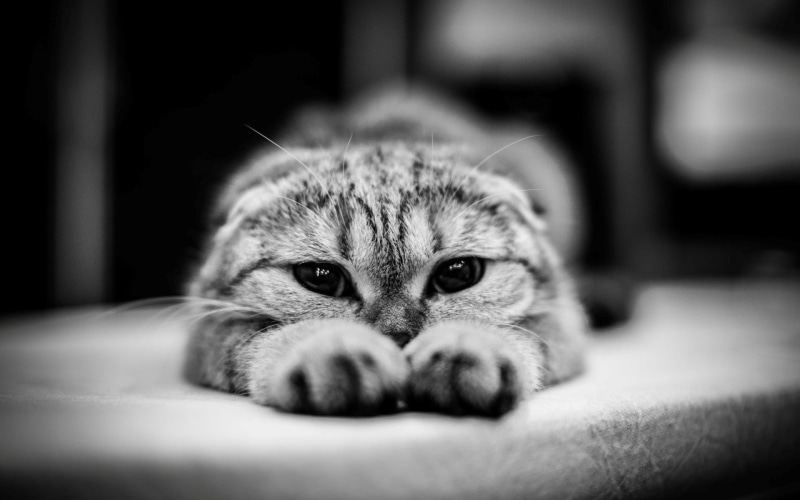feline, animal themes, animal head, domestic, portrait, lying down, young animal, domestic cat, gray, one animal, animal, tabby, selective focus, domestic animals
