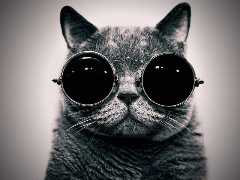 can, short, see, animals, sunglasses, 1080P, fur, now, cat, hippy, cats, funny