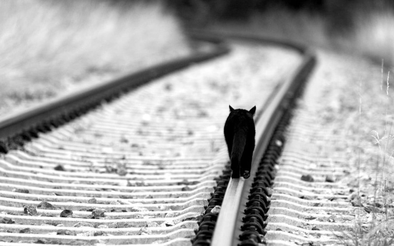 vertebrate, travel, animal themes, untitled, photography, road, outdoors, animal, monochrome, animal wildlife, black cats, one animal, railway, selective focus