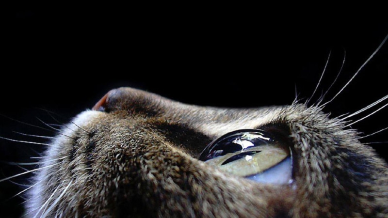 closeup, studio shot, animal, hair, animal body part, cat, photograph, one animal, animal nose, eyes, close-up, selective, animal themes, mammal, beak