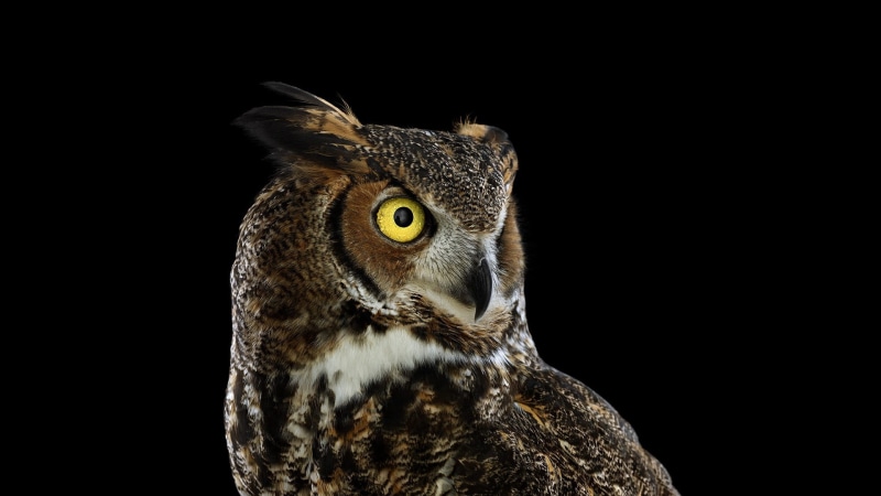 indoors, one animal, birds, falcon - bird, animals in the wild, photography, beak, portrait, black background, bird of prey, animal body part, no people