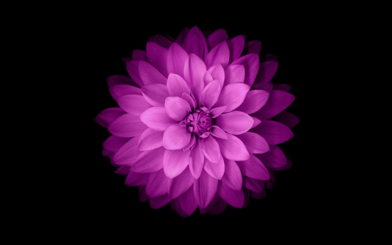 softness, bunch of flowers, dahlia, no people, studio shot, black background, fragility, beauty in nature, freshness, simple background, nature, petal