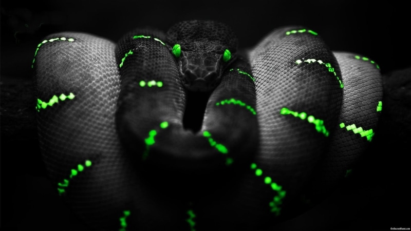 gaming, game, snake, 1080P, computer, razer