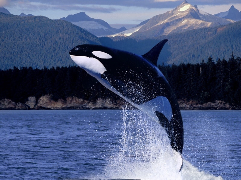 orca, 720P, whale, animals
