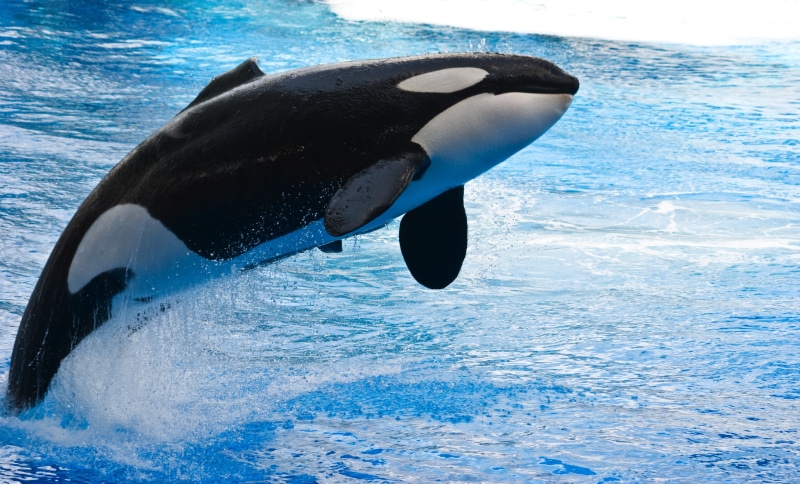 animals, aquatic mammal, nature, motion, tail fin, underwater, animal, mammal, water, splashing, sea life, sea, one animal, no people, 4K, orca, marine
