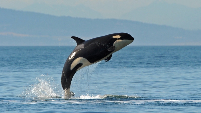 ballena, Orca, animal wildlife, aquatic mammal, water, animal themes, day, Animales, horizon over water, one animal, motion, mammal, sea life, animal, animals in the wild