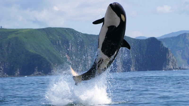 sea, whale, water, day, animal wildlife, orca, no people, tail fin, one animal, mammal, salto, motion, vertebrate, 1080P, outdoors, marine, ballena, splashing