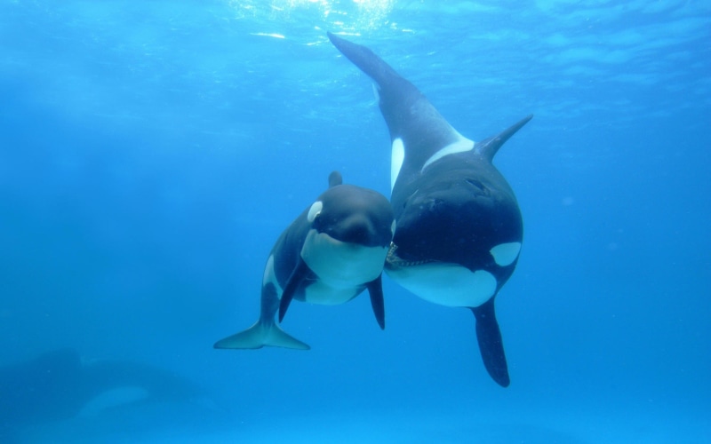 animals, oceans, fish, sea, orca, whales, ocean, nature, underwater, art, hd, 1080P, x