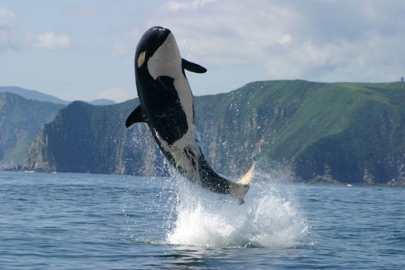 Kamchatka, jump, 2K, orca, photo, Sea, Mountain
