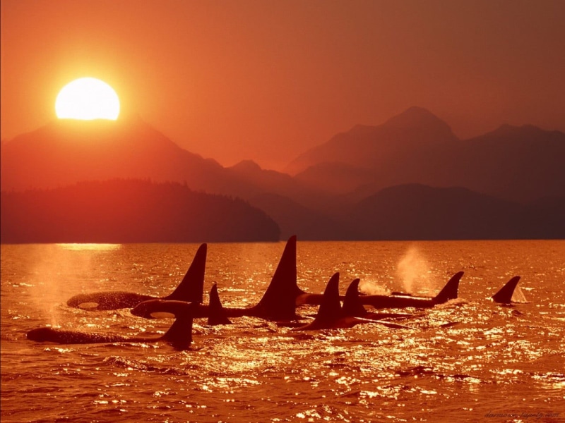 scenics - nature, sea, sun, orca, animals, silhouette, mountain, beauty in nature, nautical vessel, water, sunlight, tranquility, sunset, transportation
