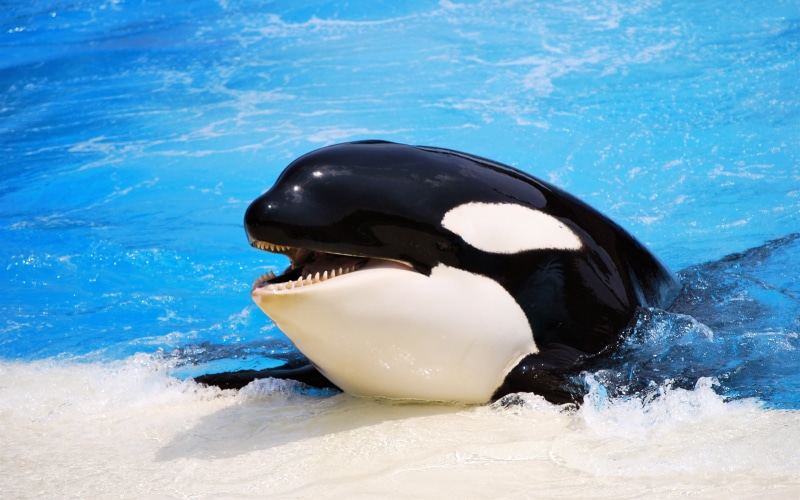 whale, orcas, water, ocean, 2K, killer Whales