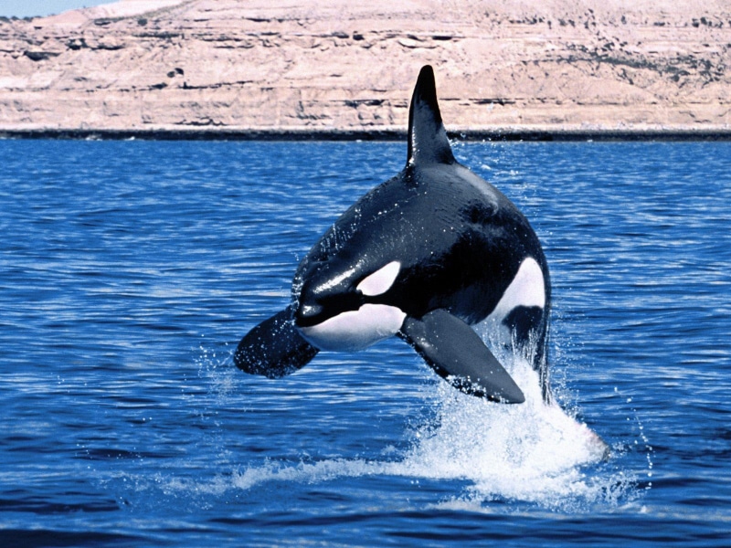 720P, orcas, whale, water, ocean, killer Whales