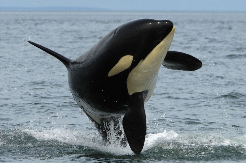 vertebrate, water, 720P, day, marine, nature, orca, fish, no people, one animal, outdoors, underwater, focus on foreground, horizon over water, mammal