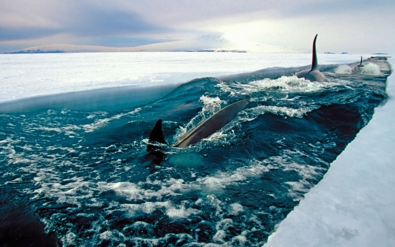 fish, daytime, no people, Antarctica, beauty in nature, marine, orca, winter, animals in the wild, sky, cold temperature, ice, animal, cloud - sky, swimming
