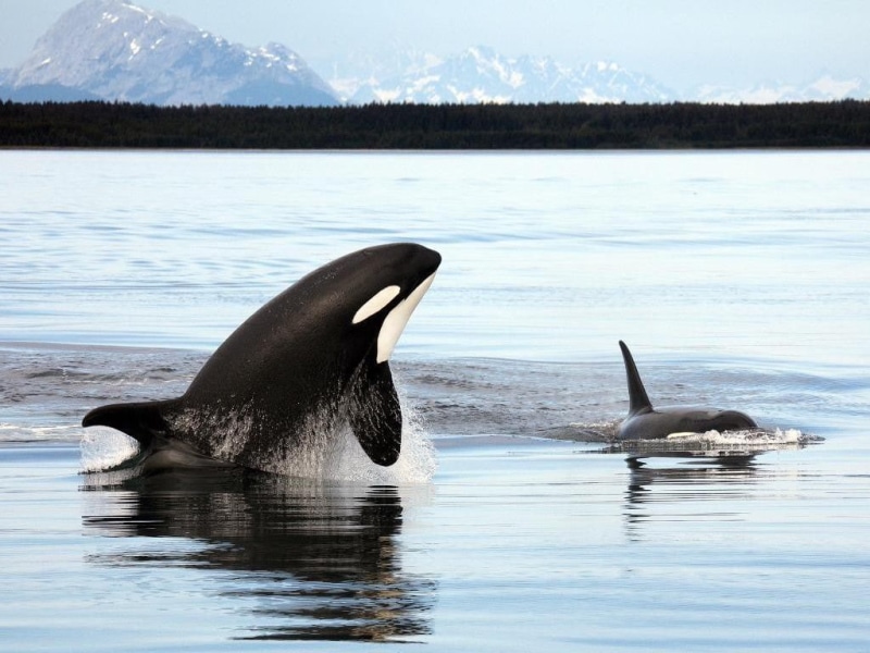 animal themes, water, marine, nature, sea, no people, vertebrate, mammal, animal, animals in the wild, swimming, animal wildlife, underwater, animals, aquatic mammal