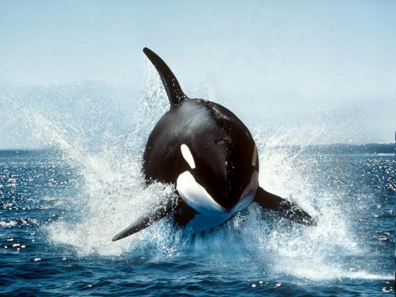 480P, whale orca