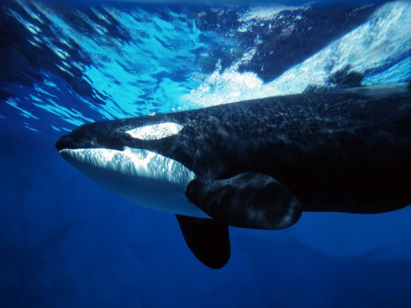 sea, underwater, one animal, water, animal, animal wildlife, outdoors, nature, whale, swimming, orca, animals in the wild, 720P, animal themes, no people