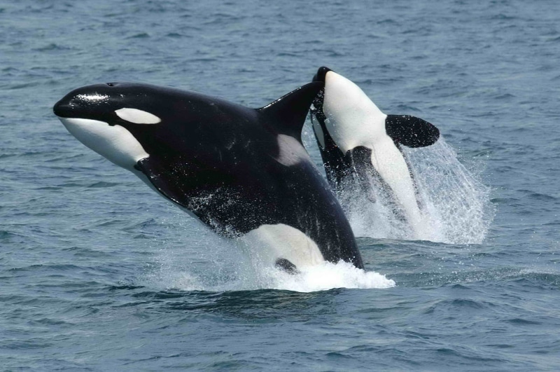 orcas, killer whales, cetacean, outdoors, whale, animal themes, ocean, splashing, animal, no people, dolphins, vertebrate, sea, underwater, sea life, black