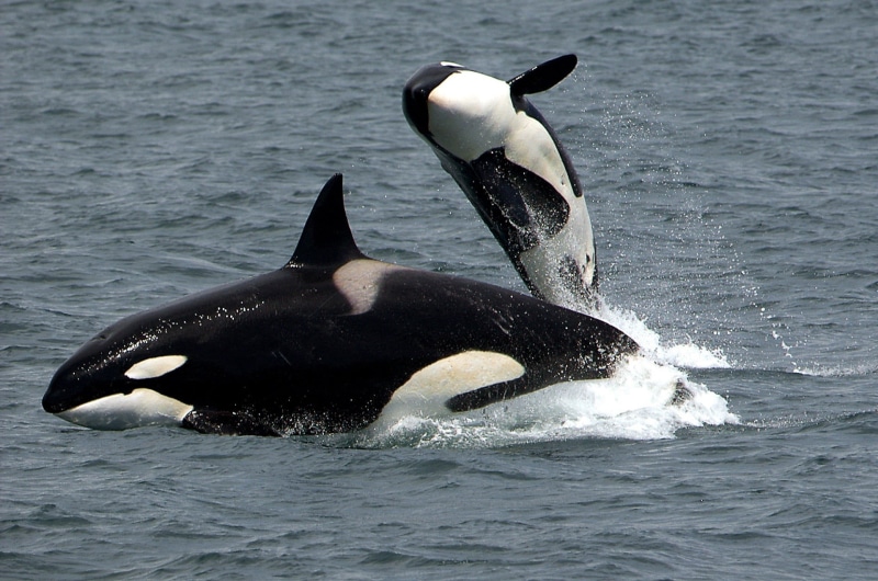 water, vertebrate, animal, outdoors, ocean, splashing, sea, humpback whale, predator, 1080P, one animal, breaching, aquatic mammal, nature, marine, killer whales