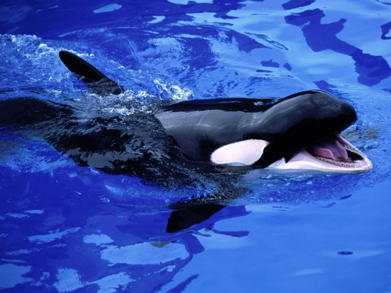 underwater, orca, whale, 720P, sea
