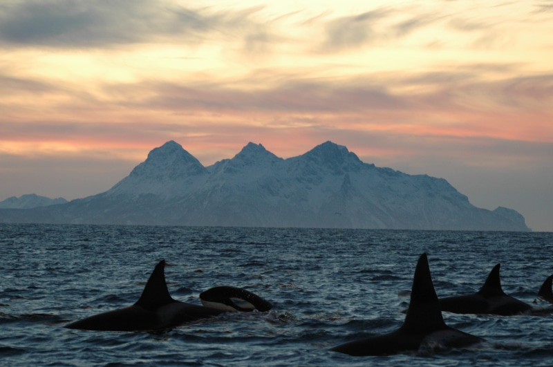 several, sea, marine, no people, group of animals, sunset, Seascape, mammal, nature, Orca, killer, cloud - sky, animal, outdoors, aquatic mammal, sea life