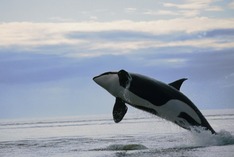 one animal, whale, sea life, jumping, marine, mammal, decor, water, motion, animal wildlife, animals, 720P, horizon over water, animal, cloud - sky, orca