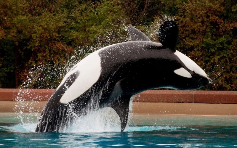 1080P, animals, orca, whale