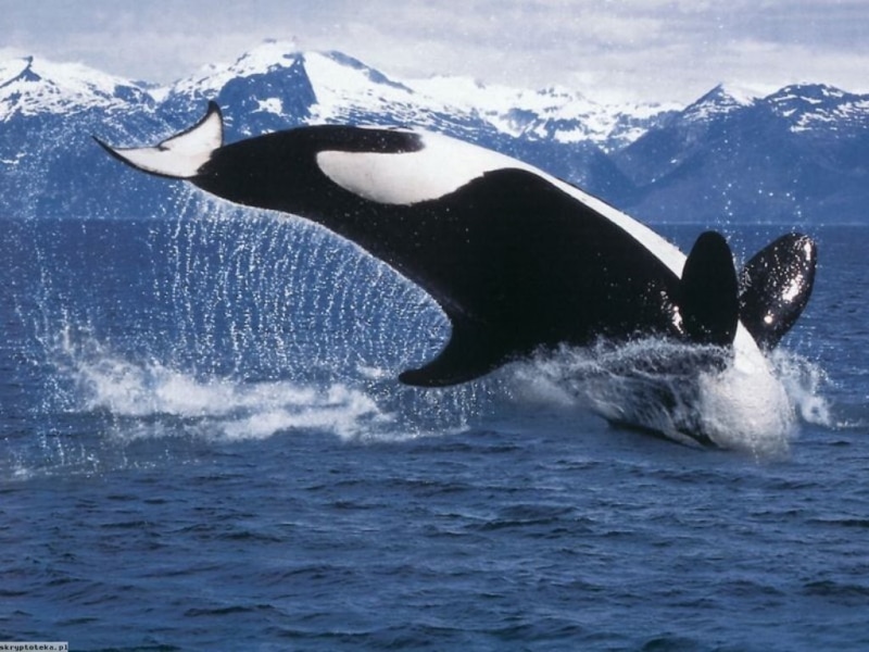 whale, orca, sea, animals, water, 480P