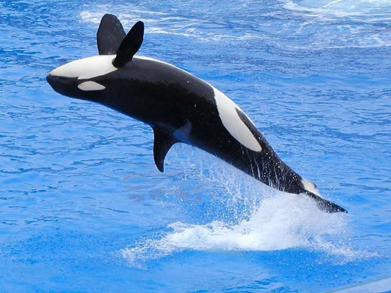 motion, jumping, sea, tail fin, underwater, aquatic mammal, orca, dolphin, blue, animal wildlife, water, animals, splashing, 480P, outdoors, animal, no people