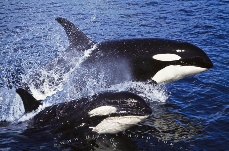 whale, water, orcas, killer Whales, 480P, ocean