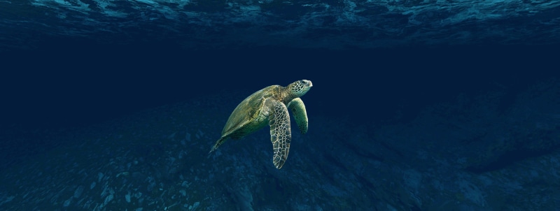 belize, tortoise, undersea, marine, mexico, animal wildlife, water, colorful, vertebrate, reptile, animal themes, animals in the wild, 2K, one animal