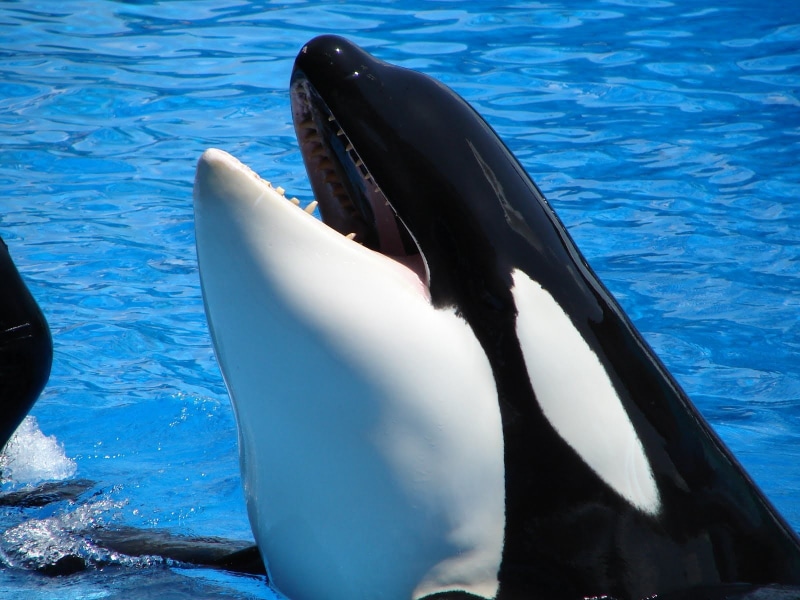 nature, animal mouth, no people, one animal, animal head, animal wildlife, blue, underwater, vertebrate, animal themes, whale, mammal, aquatic mammal, animal