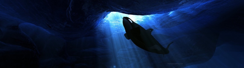 Orca, Animal, Killer Whale, 1080P