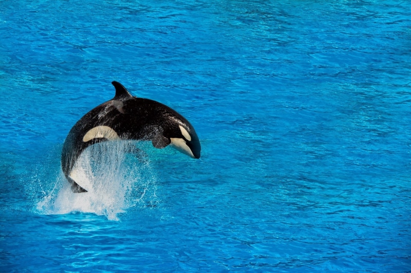 Orca, killer, 1080P, Whale, Animal