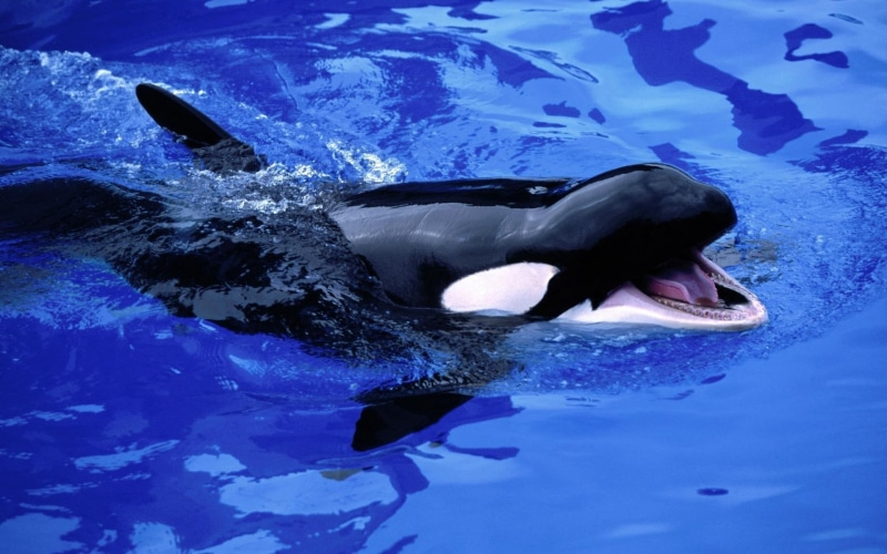 animals And Pets, whale, killer Whale, animal head, swimming, large, sea, sea Life, day, fish, nature, vertebrate, marine, baby whale, mammal, dolphin