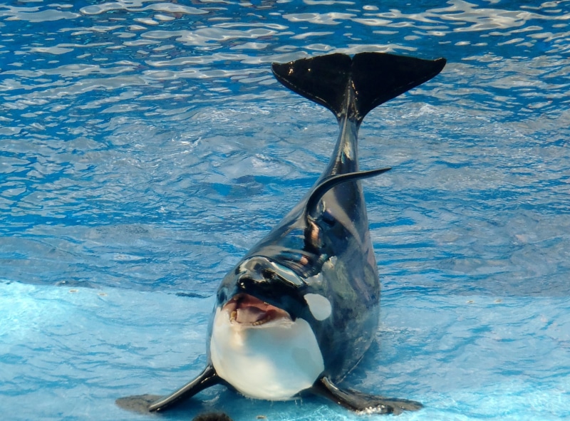 mammal, seaworld, creature, dolphin, fish, one animal, water, day, sea life, big, animal wildlife, animal themes, underwater, animals in the wild, no people