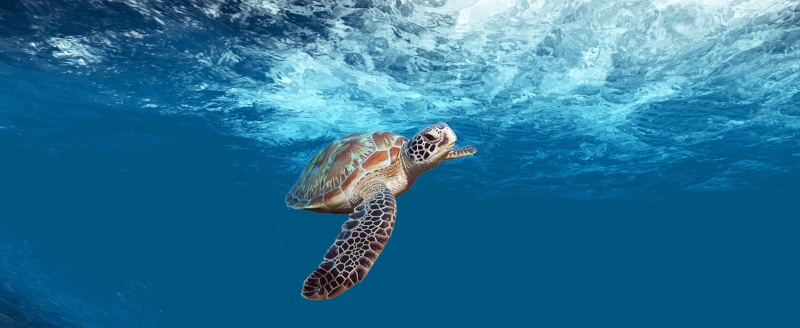 diving, turtle, turquoise, water, ocean, mexico, sport, fantasy, underwater diving, sea turtle, motion, swim, reptile, blue, cool, undersea, animal