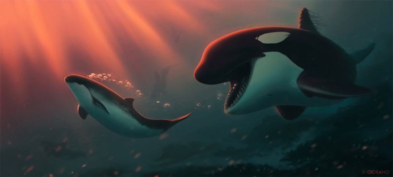Sea Life, Orca, Animal, 2K, Underwater, Dolphin