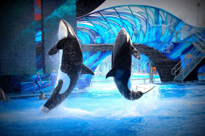 1080P, Mammal, Animal, Orca, Whale, Killer Whale