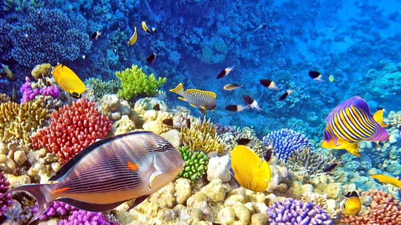 fish, ampat, underwater, 1080P, reefs, coral, hd, raja, photo, colorful, desktop, tropical